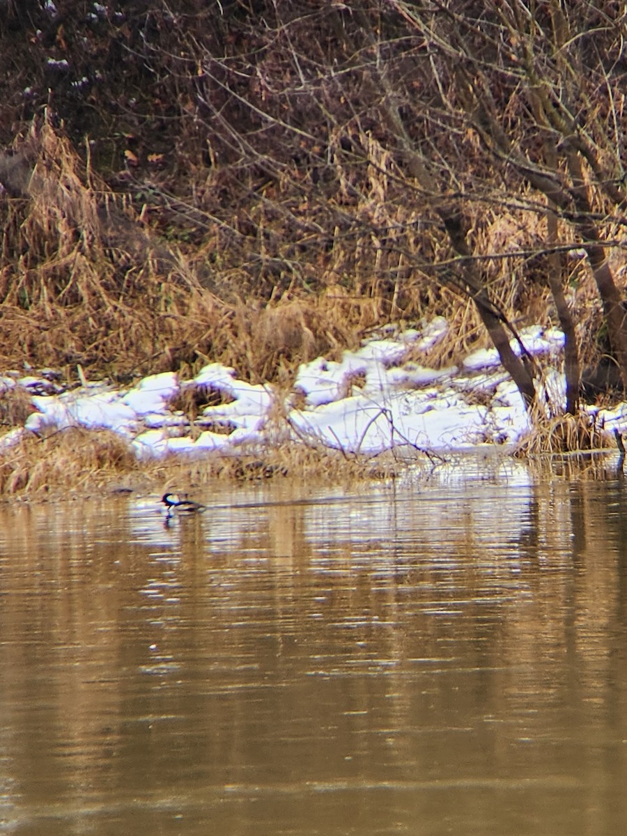 Hooded Merganser - ML614058826