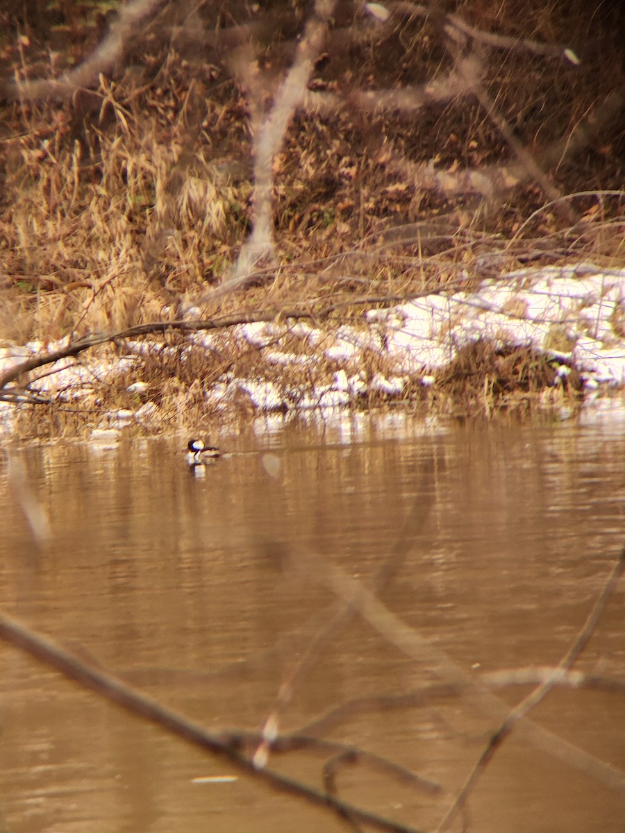 Hooded Merganser - ML614058827