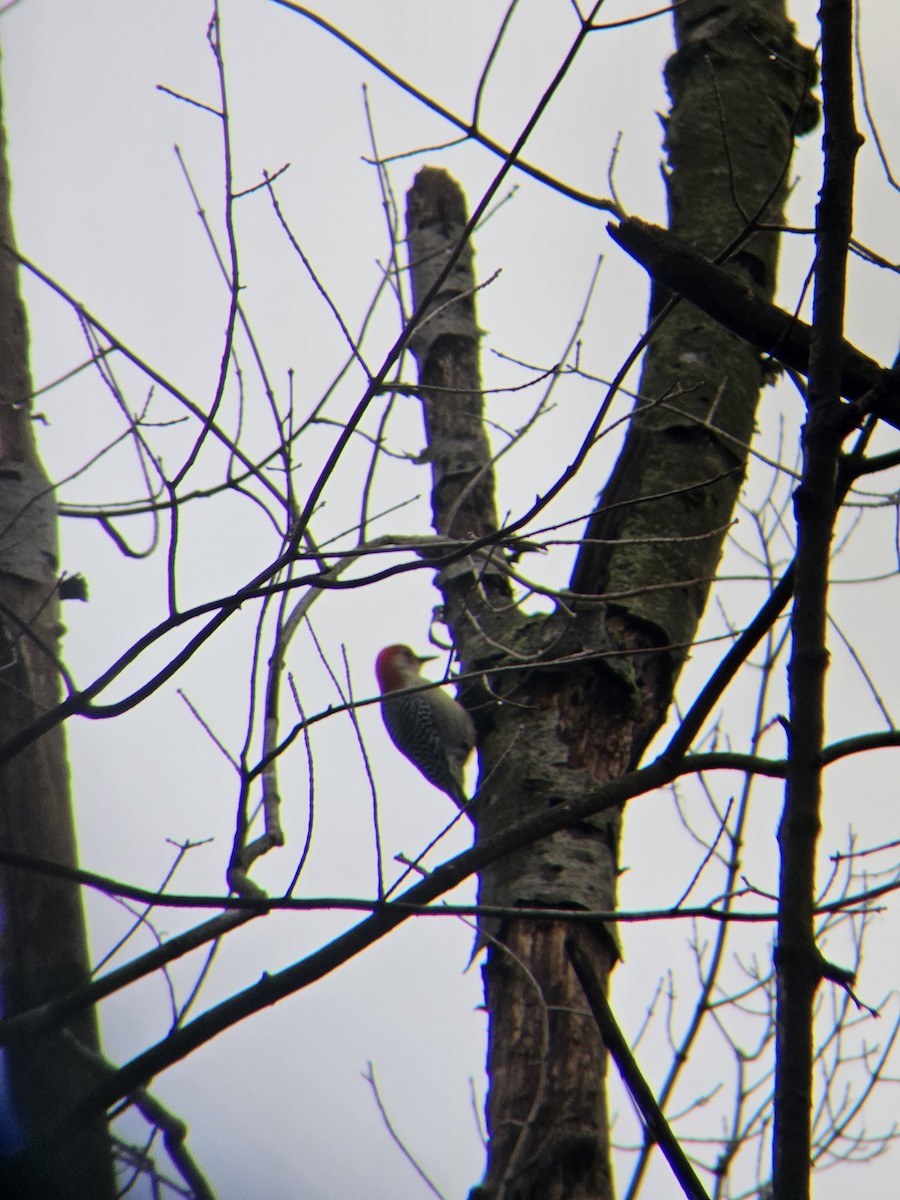 Red-bellied Woodpecker - ML614058858