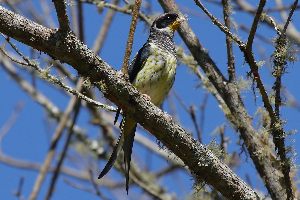 Kırlangıç Kuyruklu Kotinga (flavirostris) - ML614058940