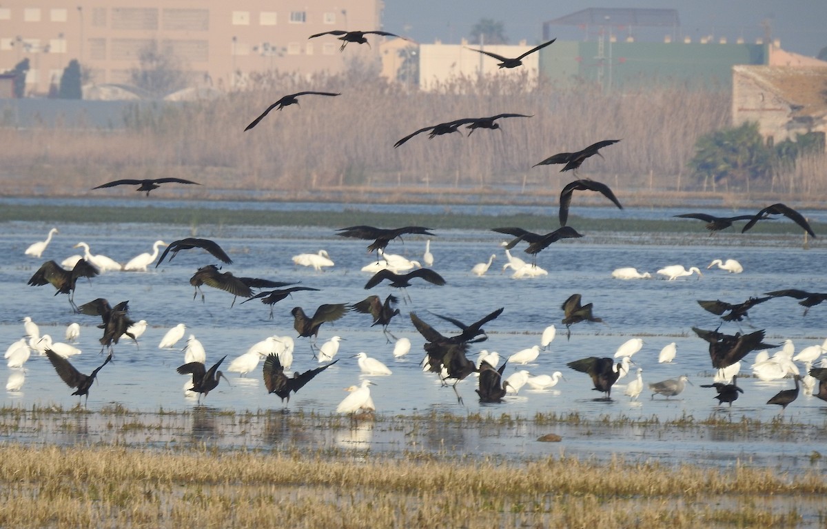 ibis hnědý - ML614058942