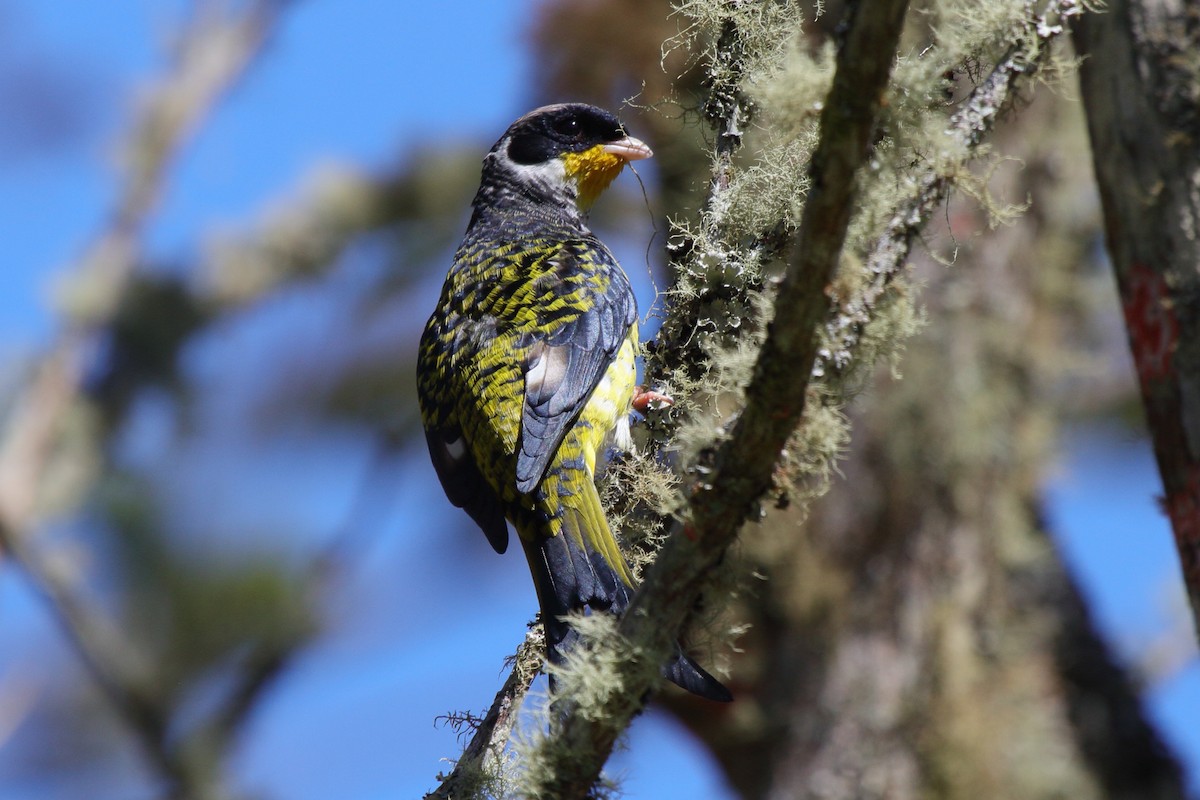 Swallow-tailed Cotinga (Swallow-tailed) - ML614058943