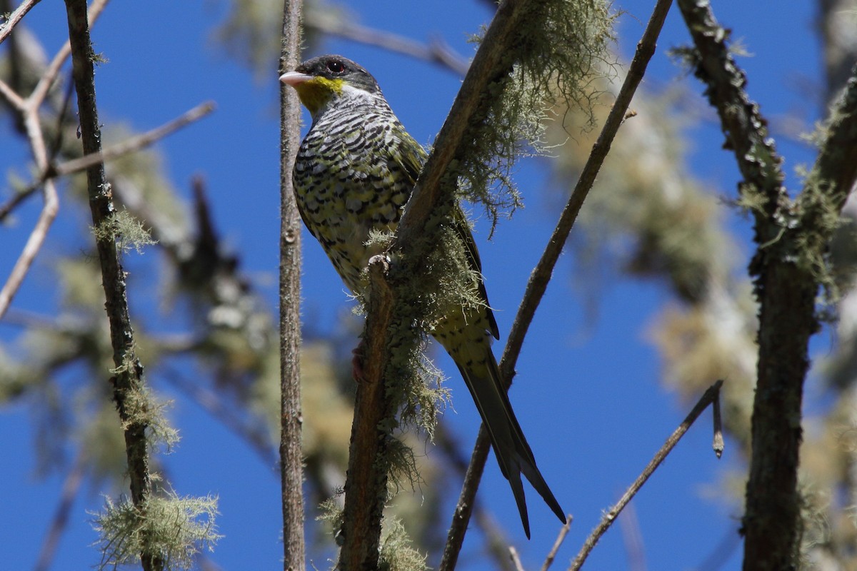 Cotinga Tijereta (flavirostris) - ML614058946