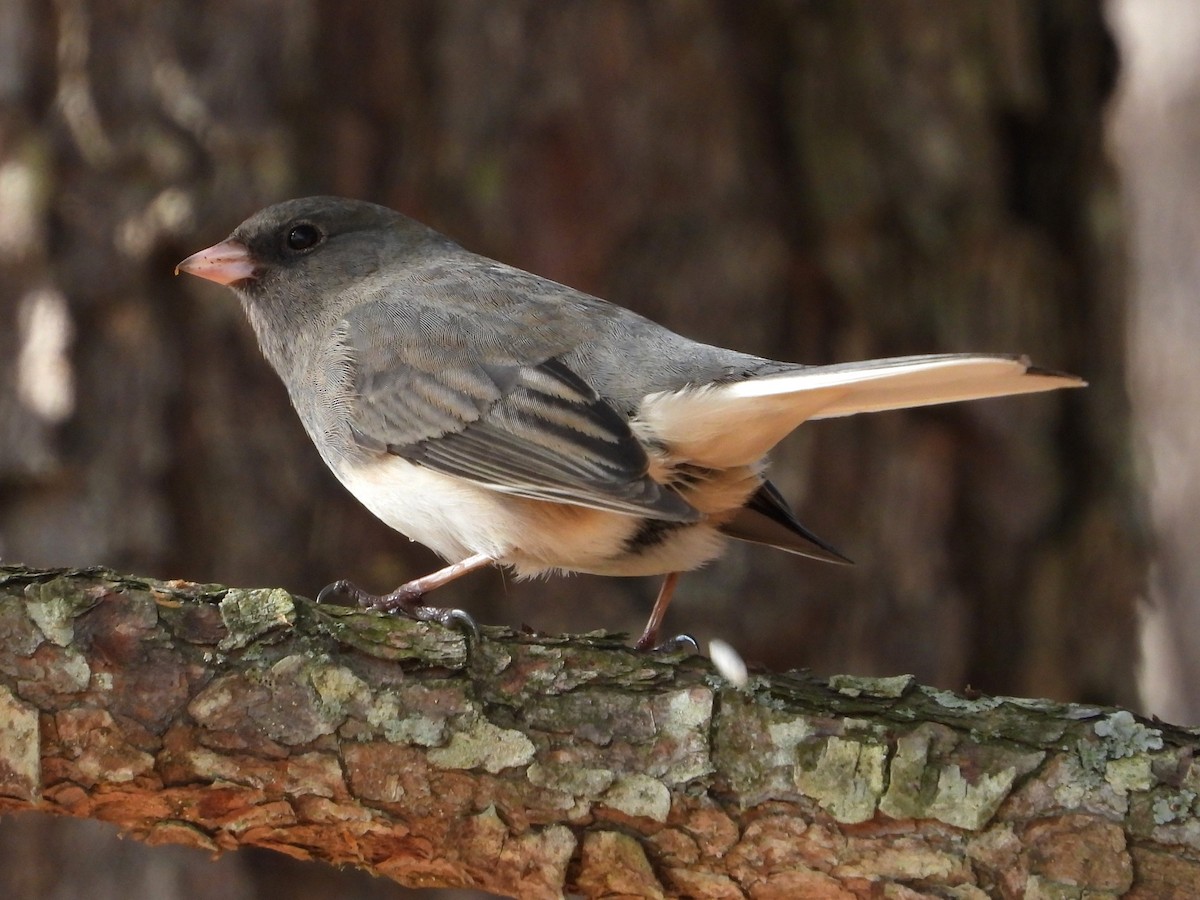 Dark-eyed Junco - ML614058953