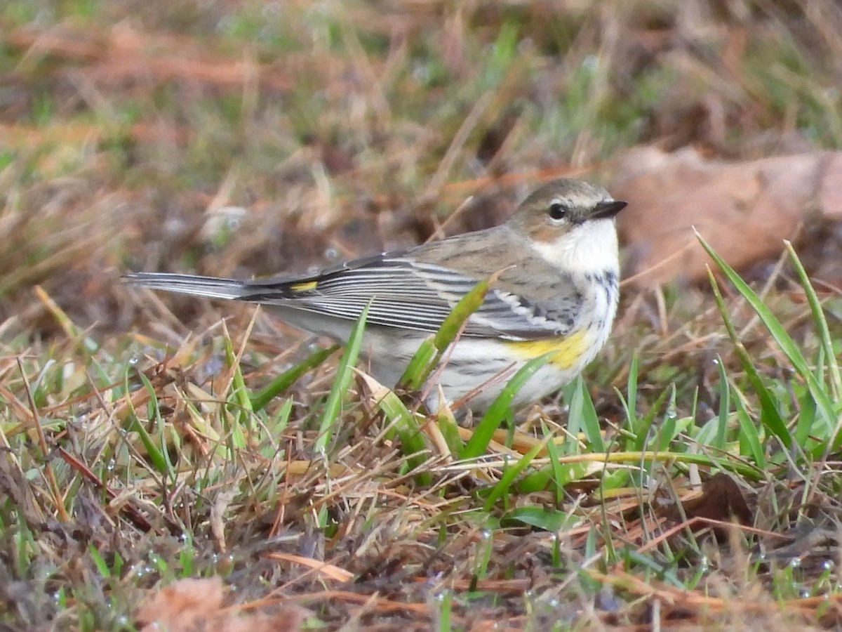 Yellow-rumped Warbler - ML614058962