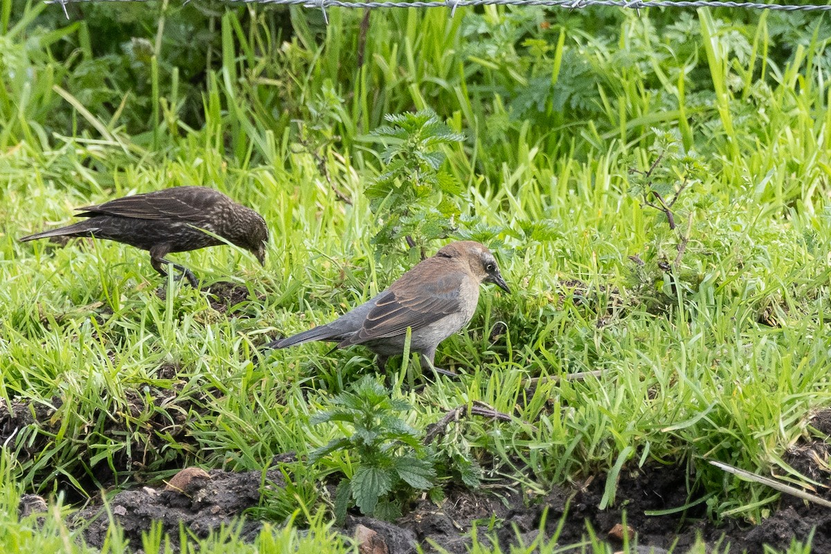 Rusty Blackbird - ML614058999