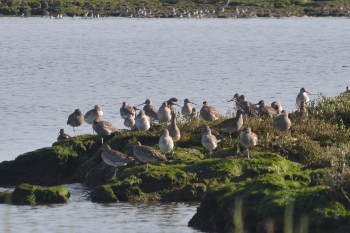 Bar-tailed Godwit - ML614059019