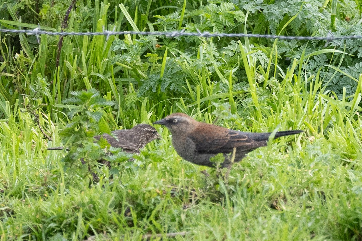 Rusty Blackbird - ML614059020