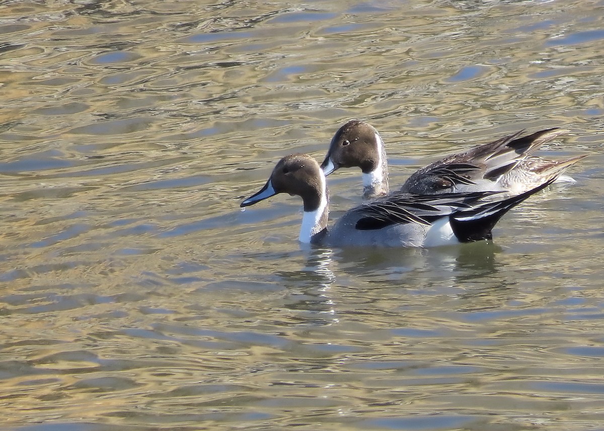 Northern Pintail - ML614059031