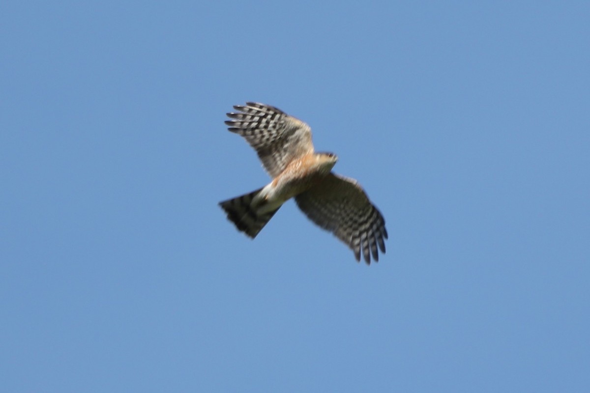 Sharp-shinned Hawk - ML614059060