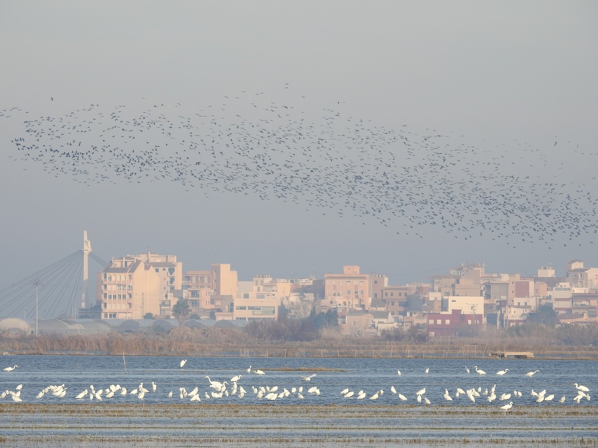 ibis hnědý - ML614059068