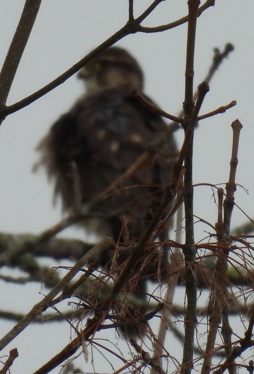 American Kestrel - ML614059079