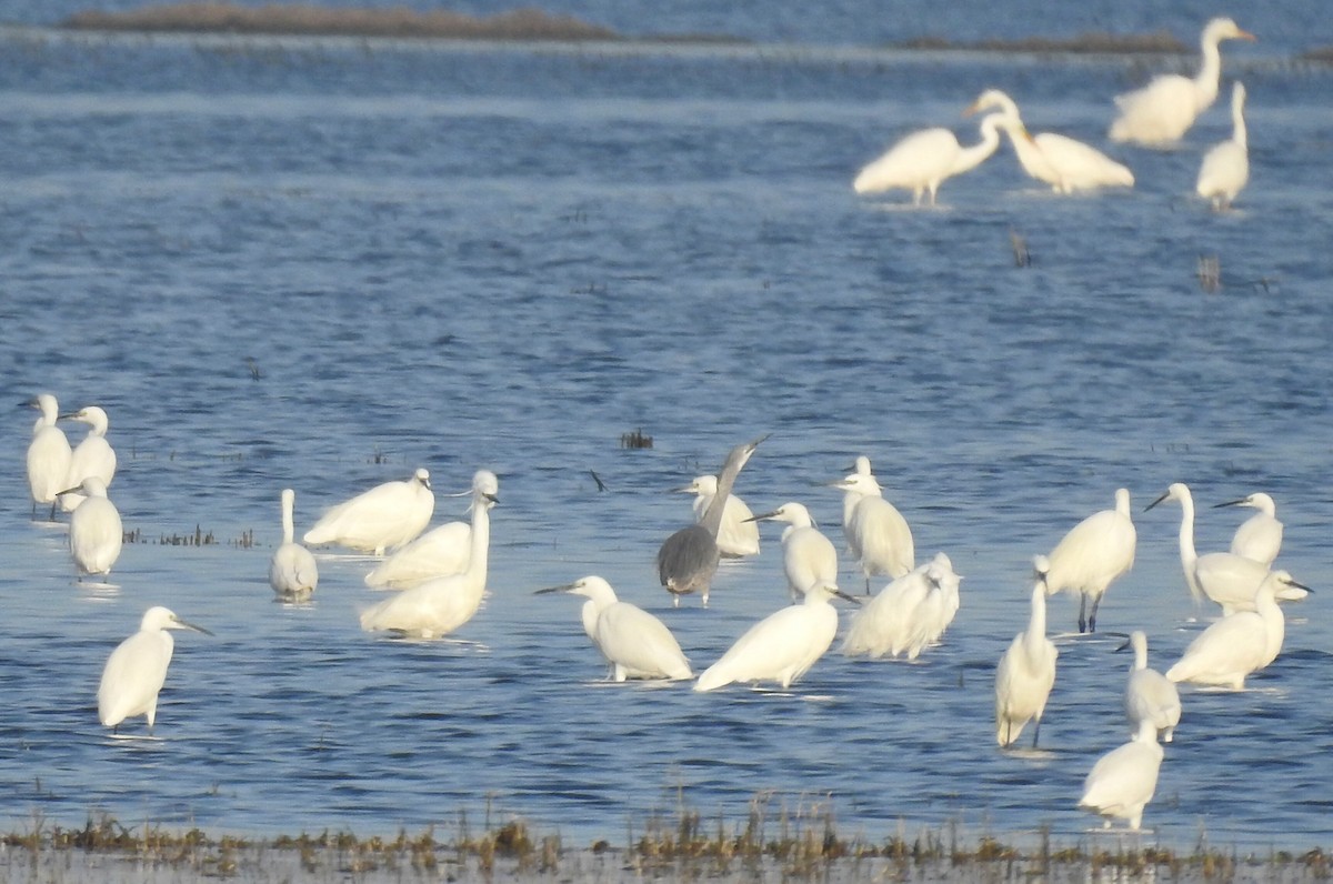 Little Egret x Western Reef-Heron (hybrid) - Cesar Clemente