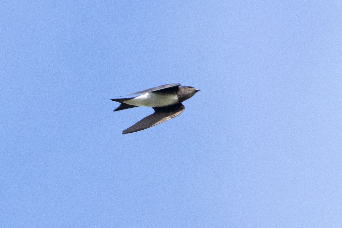 Golondrina Caribeña - ML614059093