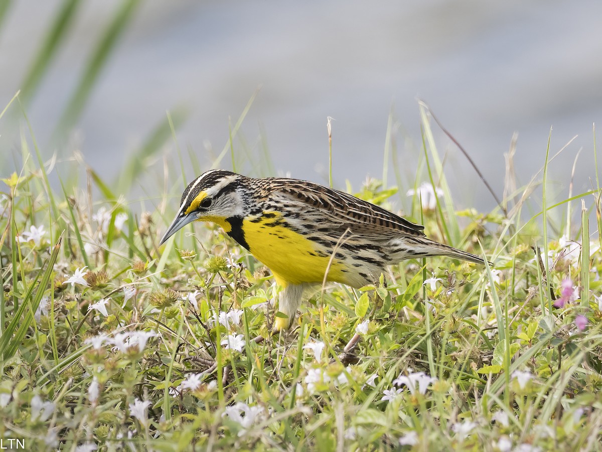 Eastern Meadowlark - ML614059120