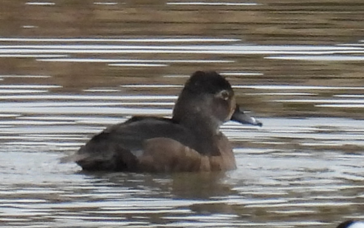 Ring-necked Duck - ML614059126