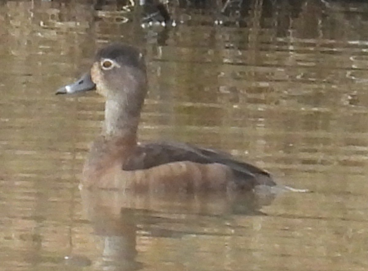 Ring-necked Duck - ML614059129