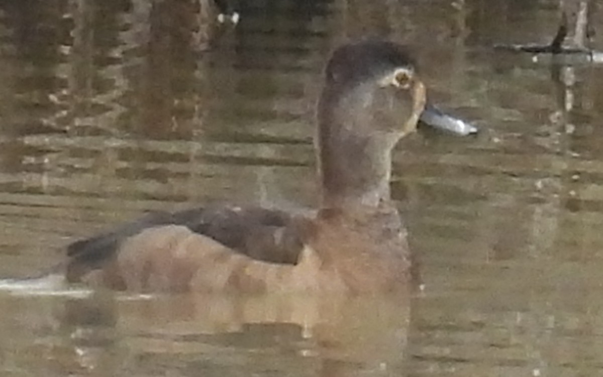 Ring-necked Duck - ML614059130