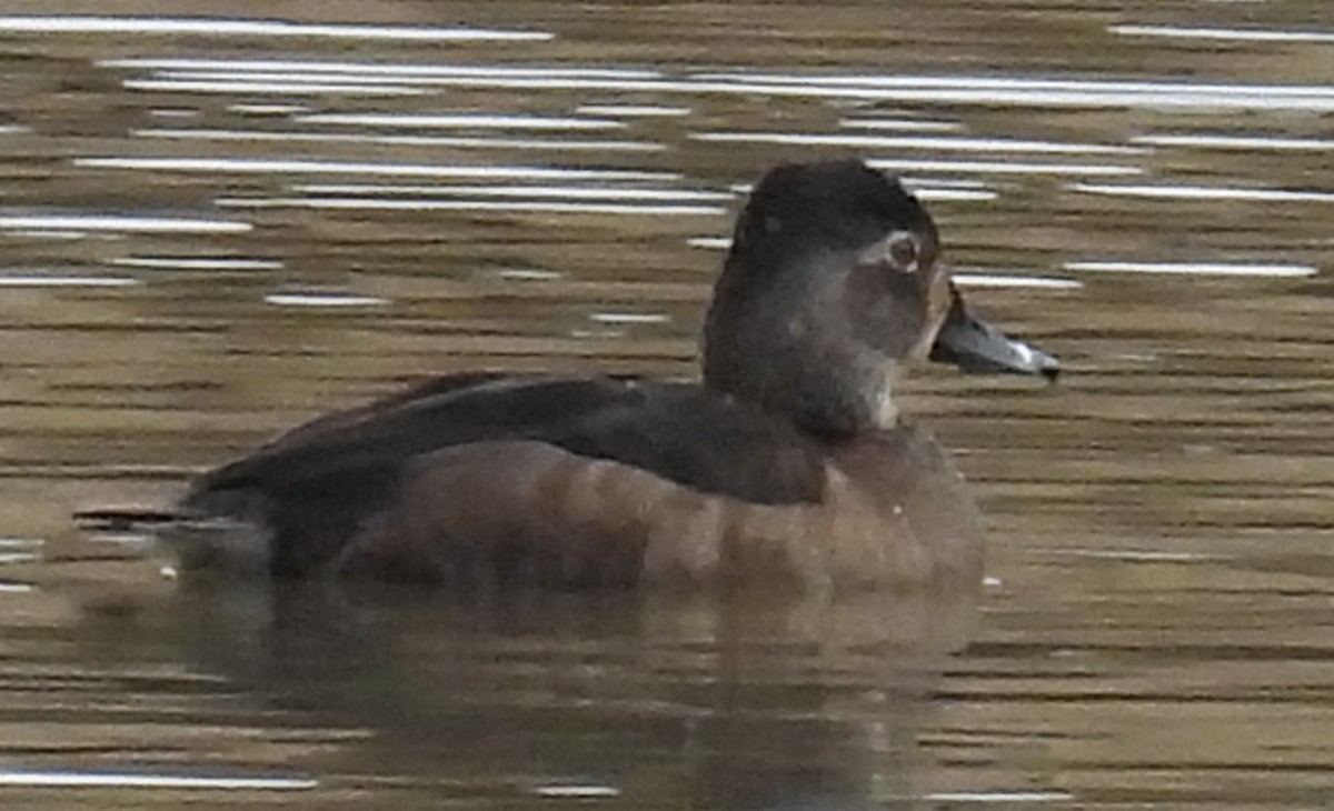 Ring-necked Duck - ML614059131
