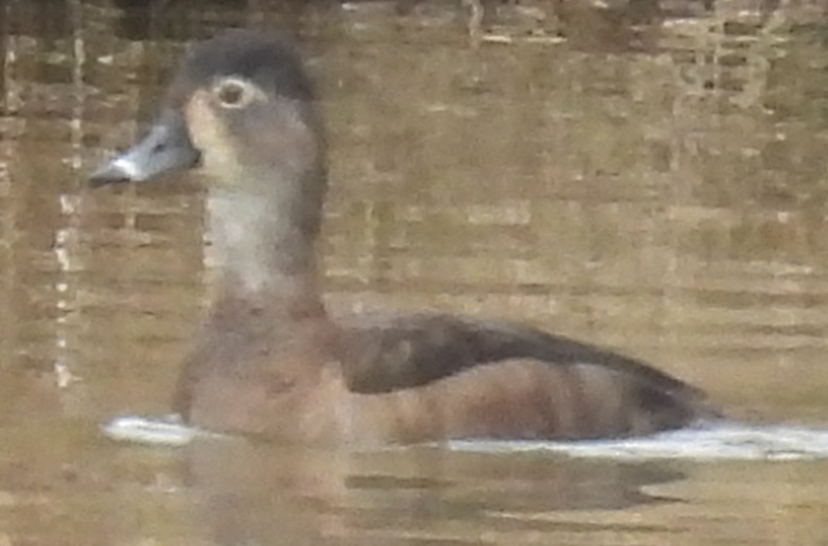 Ring-necked Duck - ML614059132