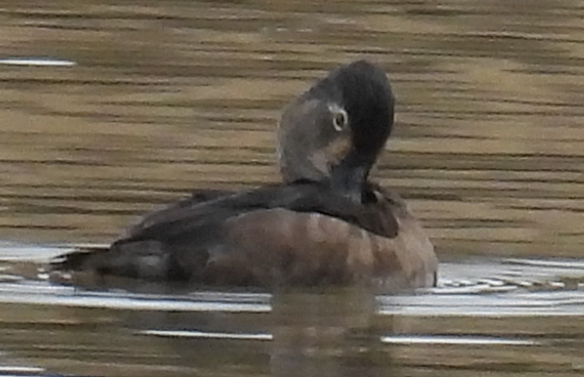Ring-necked Duck - ML614059133