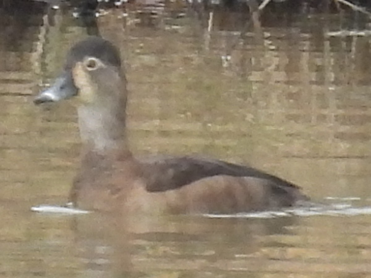 Ring-necked Duck - ML614059134