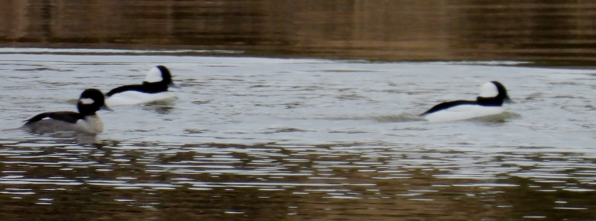 Bufflehead - ML614059193