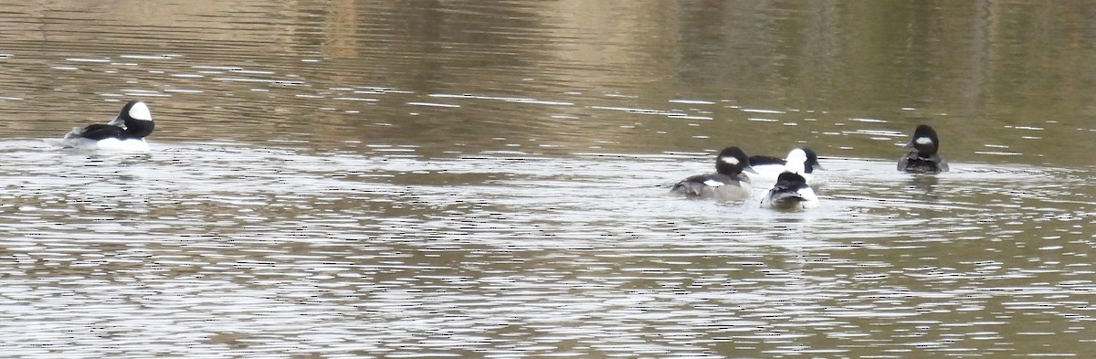 Bufflehead - ML614059194