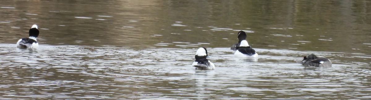 Bufflehead - ML614059195