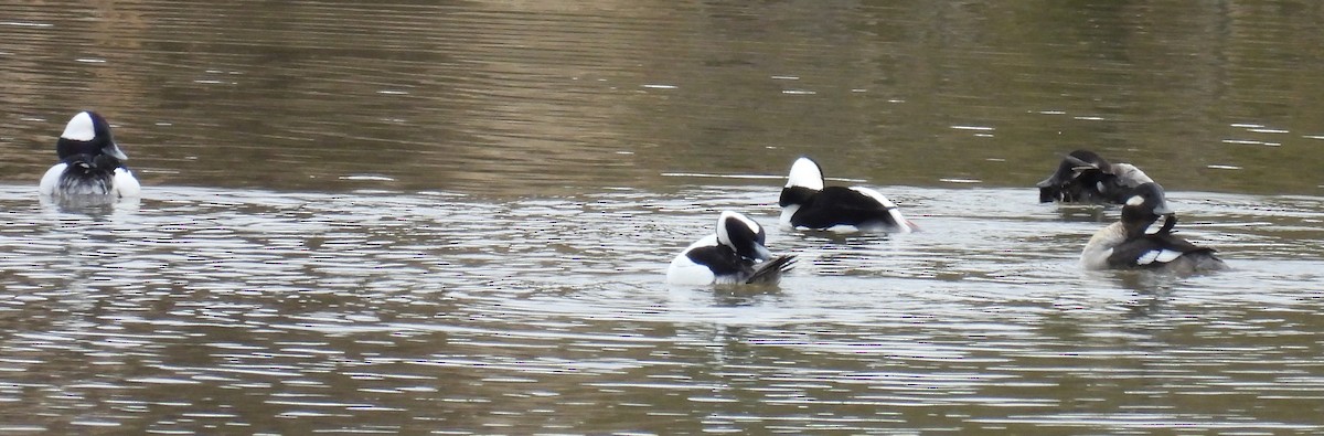 Bufflehead - ML614059196