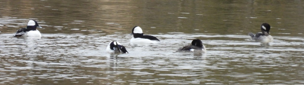 Bufflehead - ML614059197