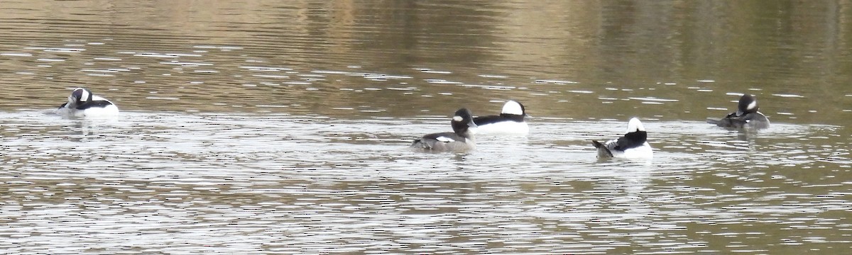 Bufflehead - ML614059198