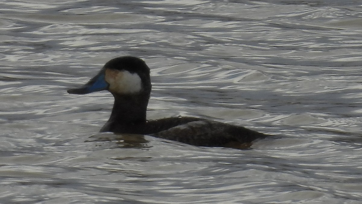 Ruddy Duck - ML614059213