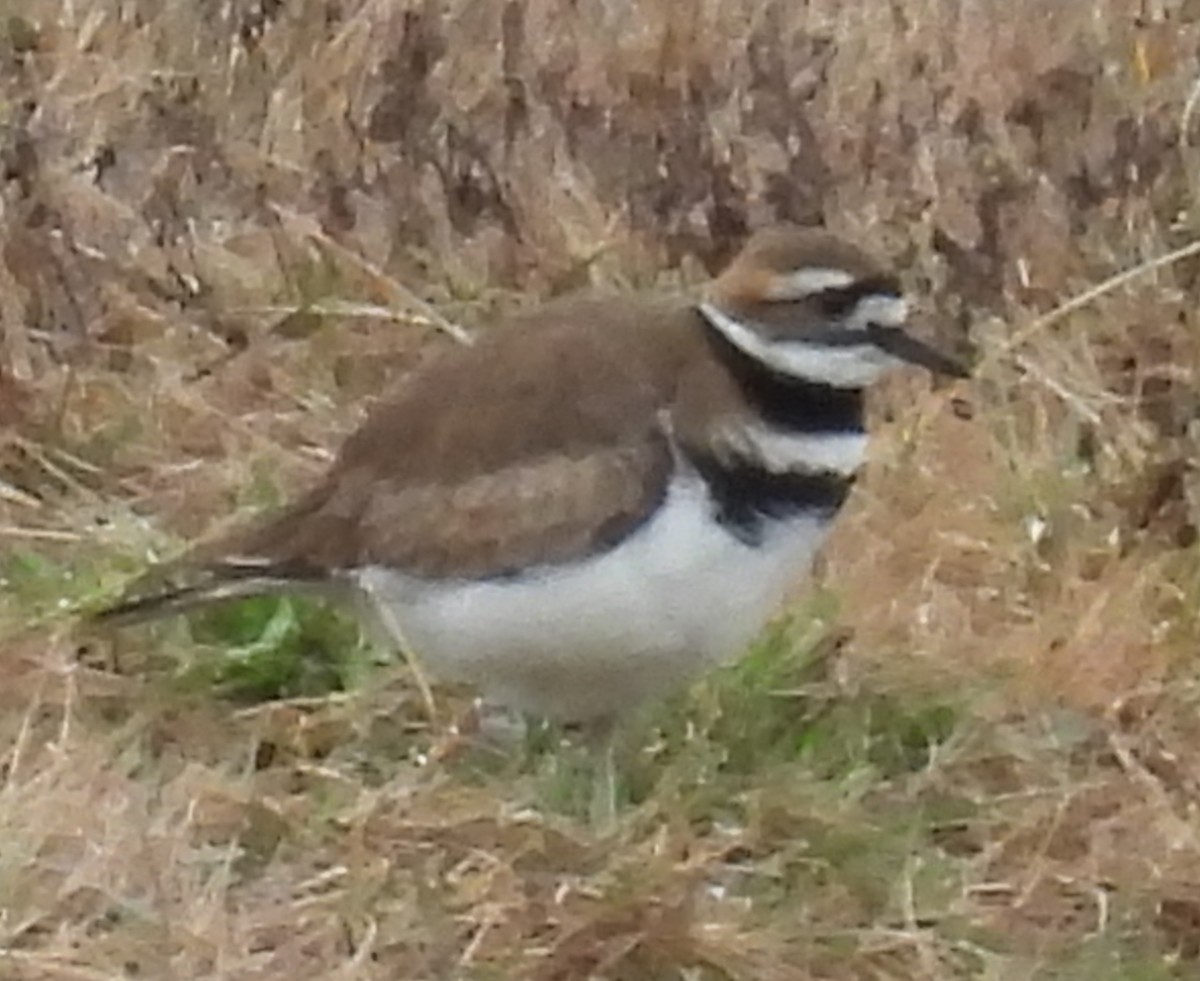 Killdeer - ML614059229