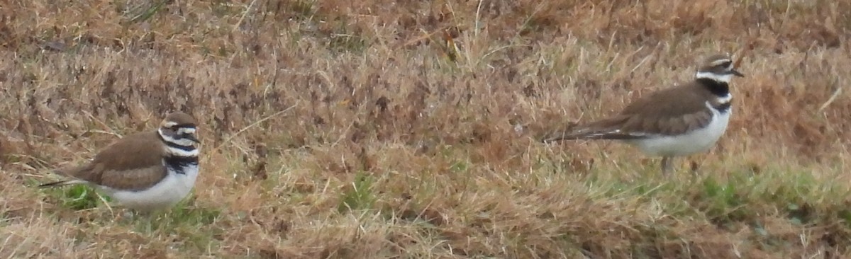 Killdeer - ML614059230