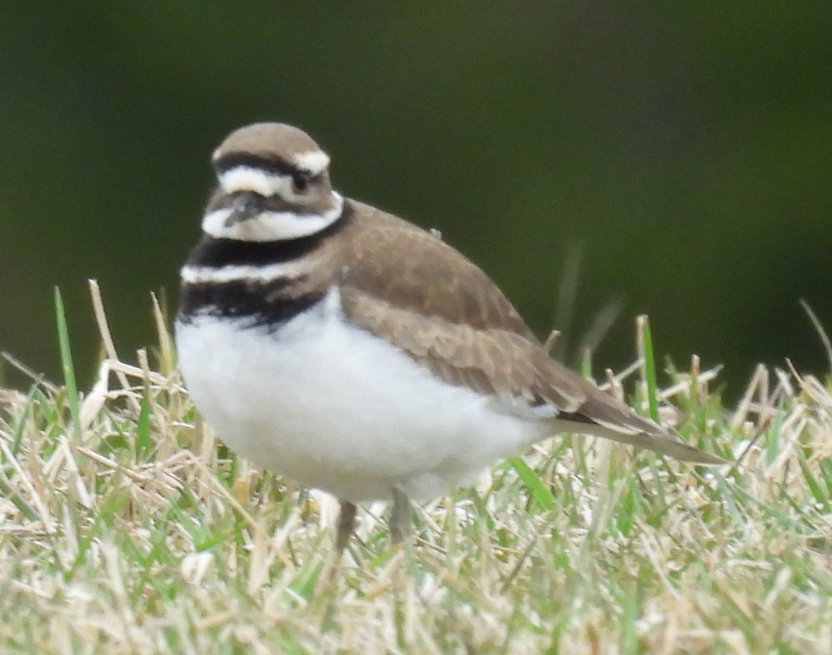 Killdeer - ML614059231