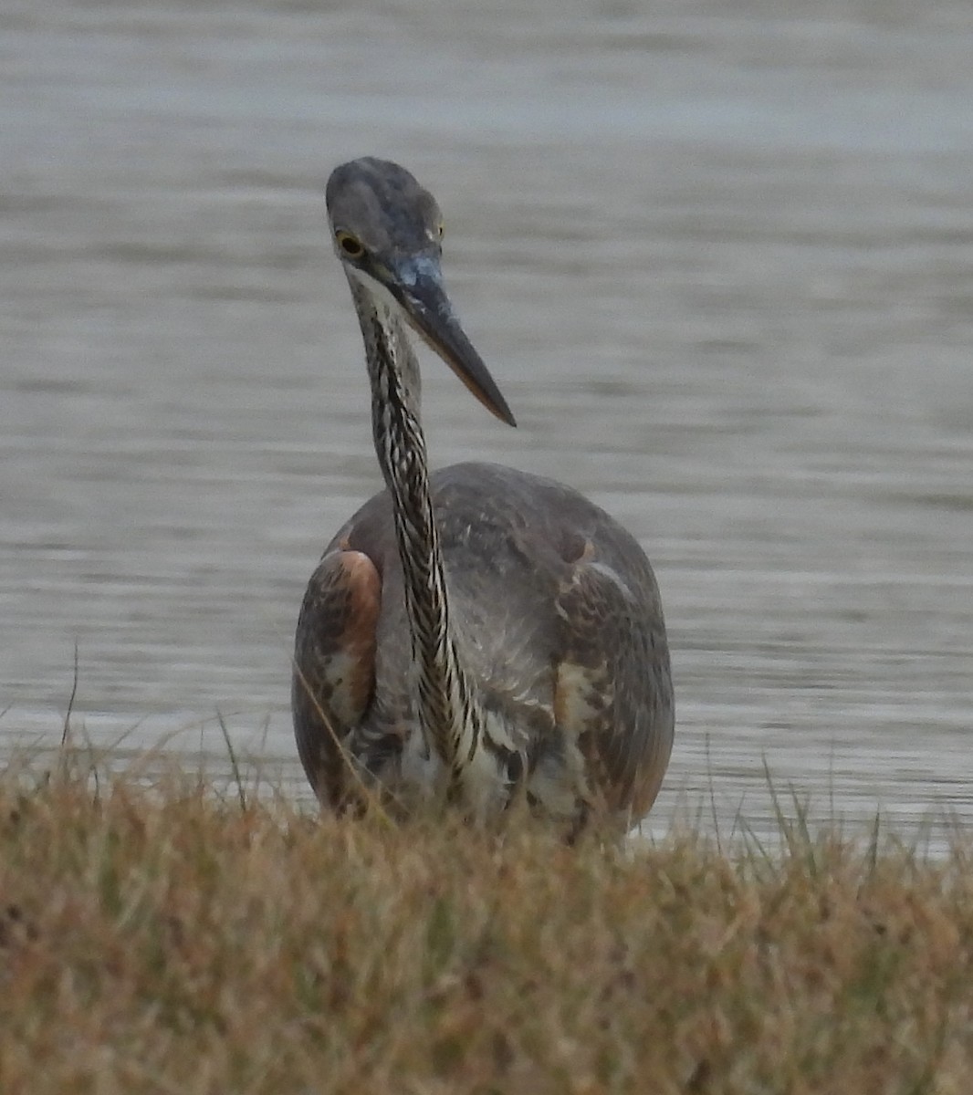 Great Blue Heron (Great Blue) - ML614059244