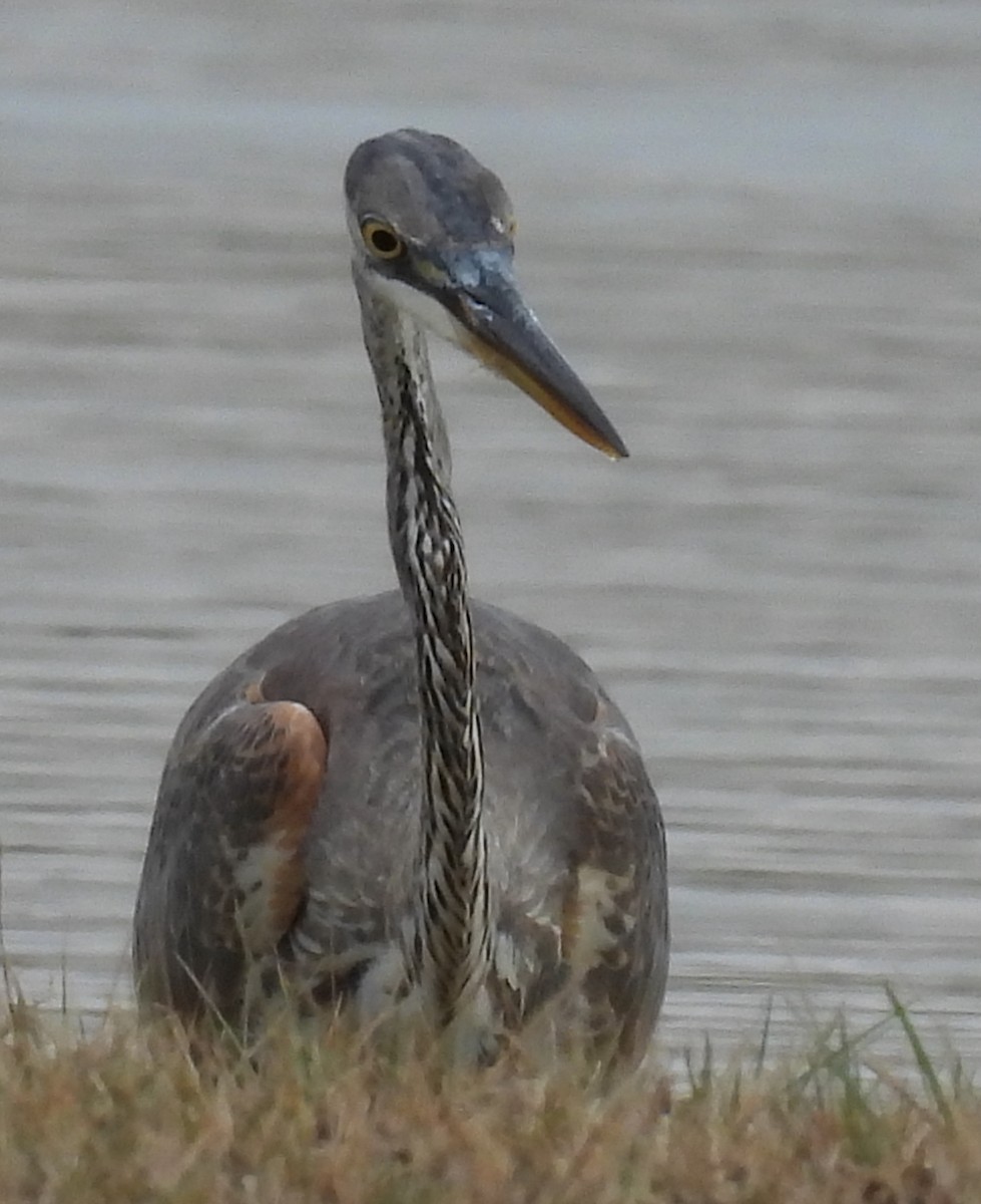 Great Blue Heron (Great Blue) - ML614059245