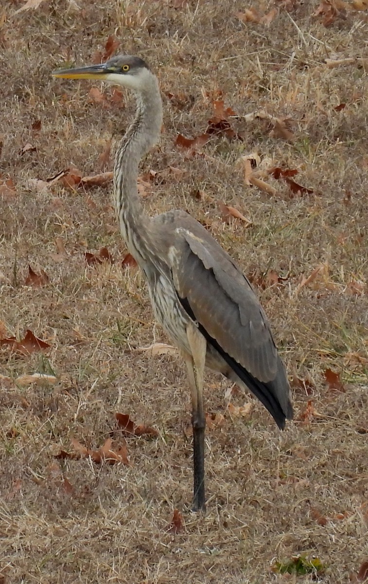 Great Blue Heron (Great Blue) - ML614059247