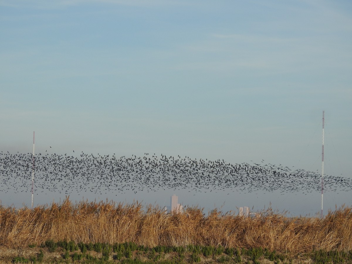 Glossy Ibis - Cesar Clemente