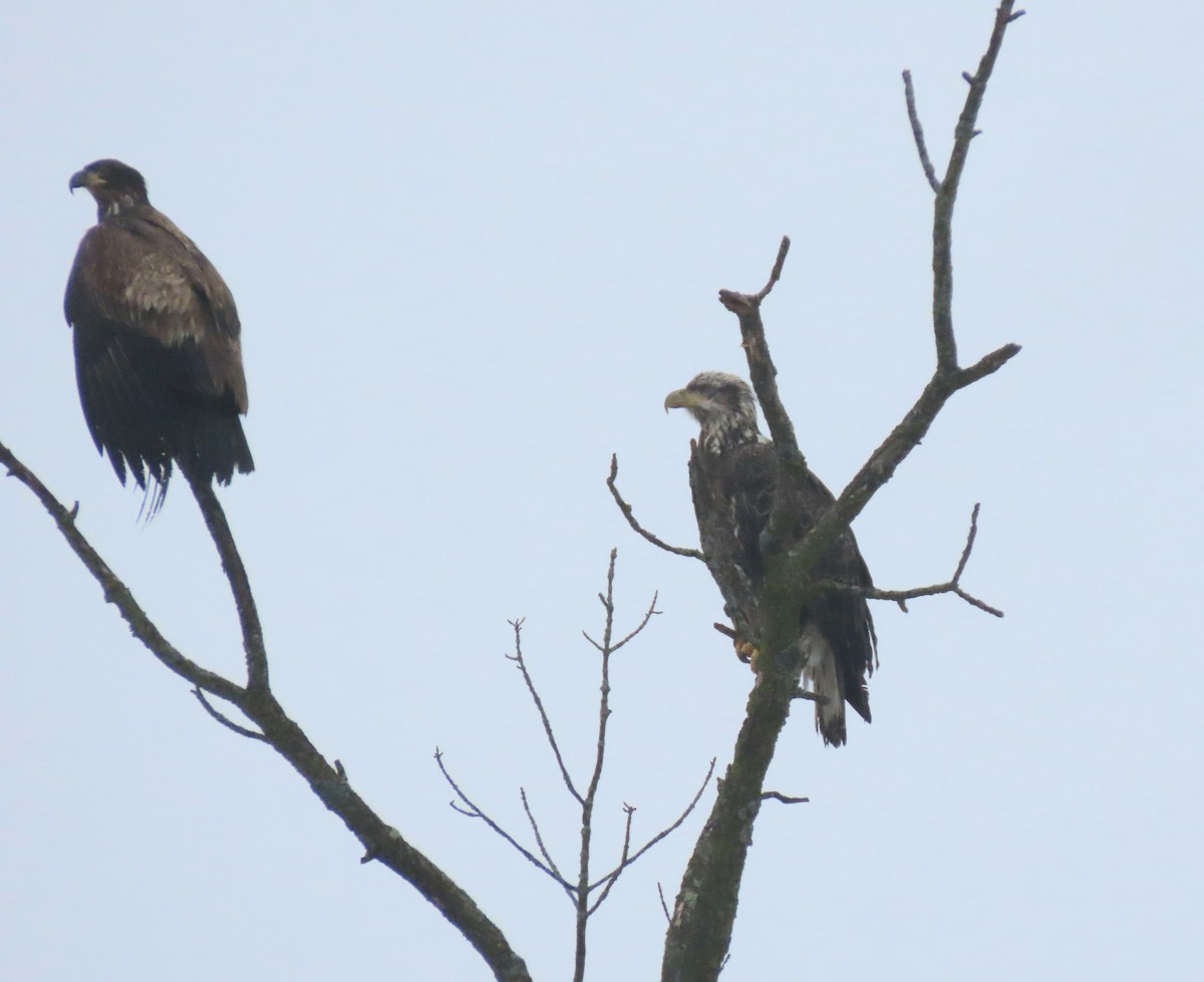 Bald Eagle - ML614059256