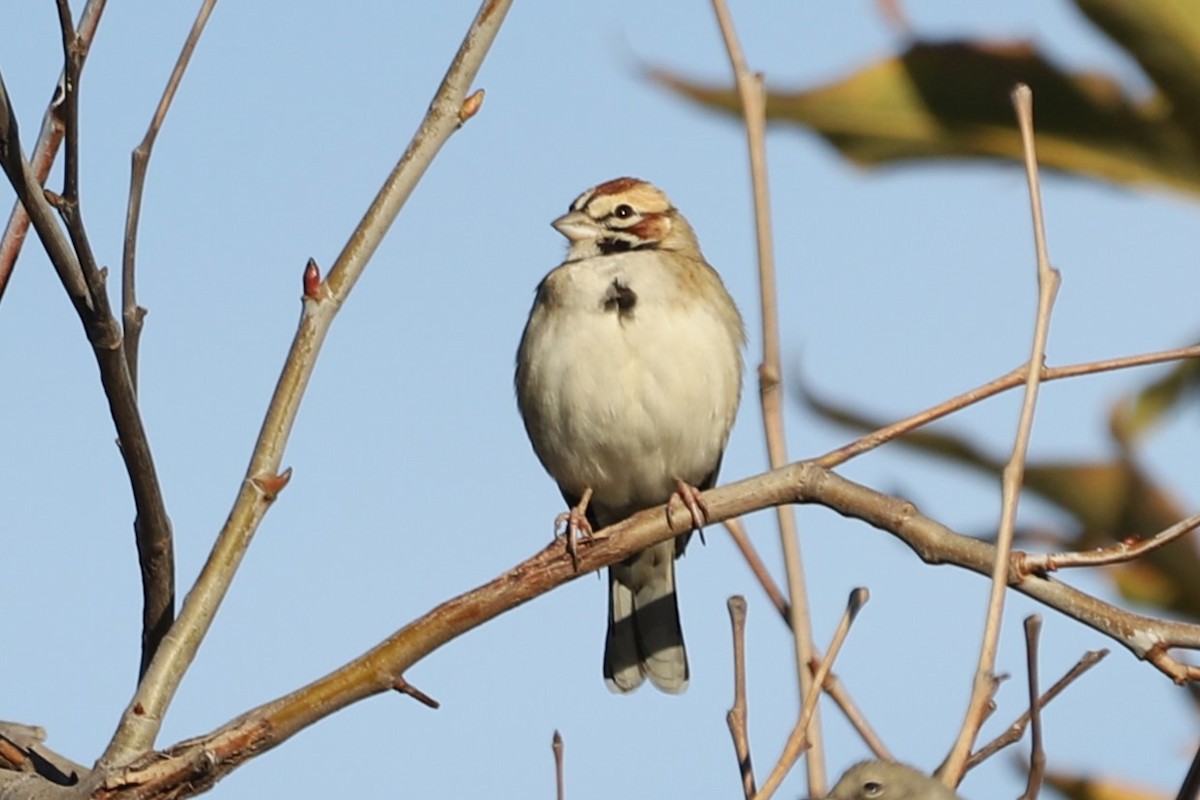 Lark Sparrow - Ron Cyger