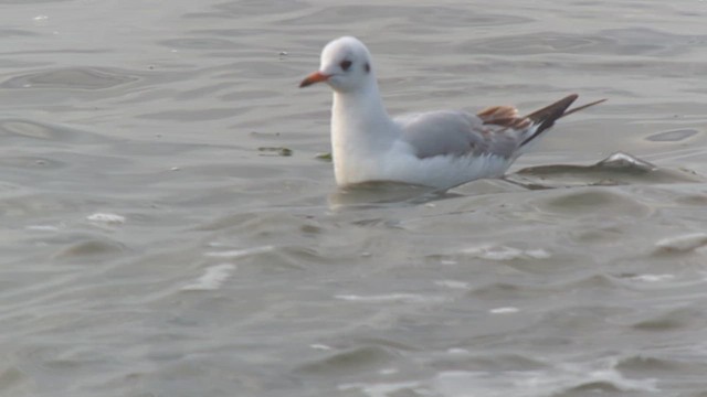 Black-headed Gull - ML614059269