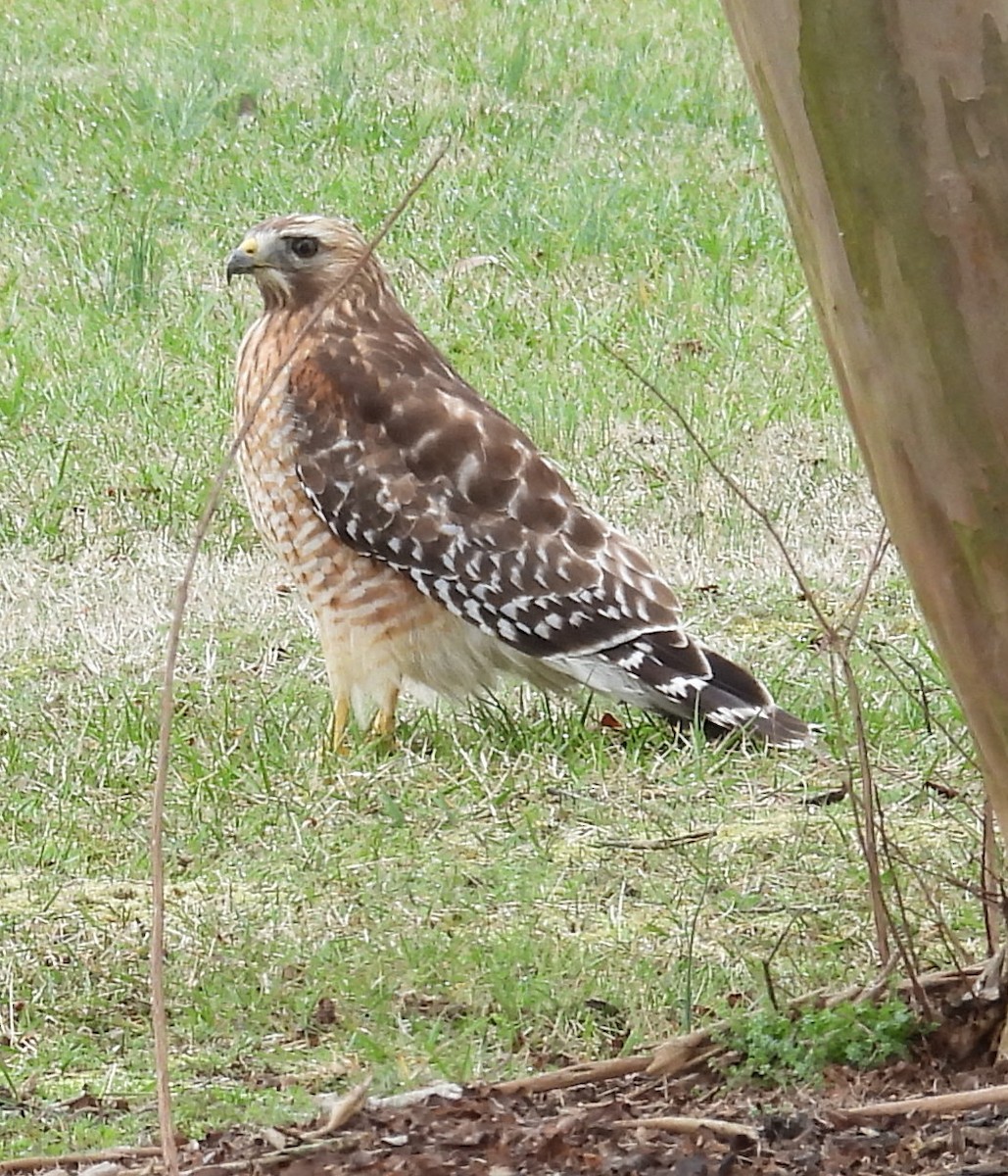 Red-shouldered Hawk - ML614059271