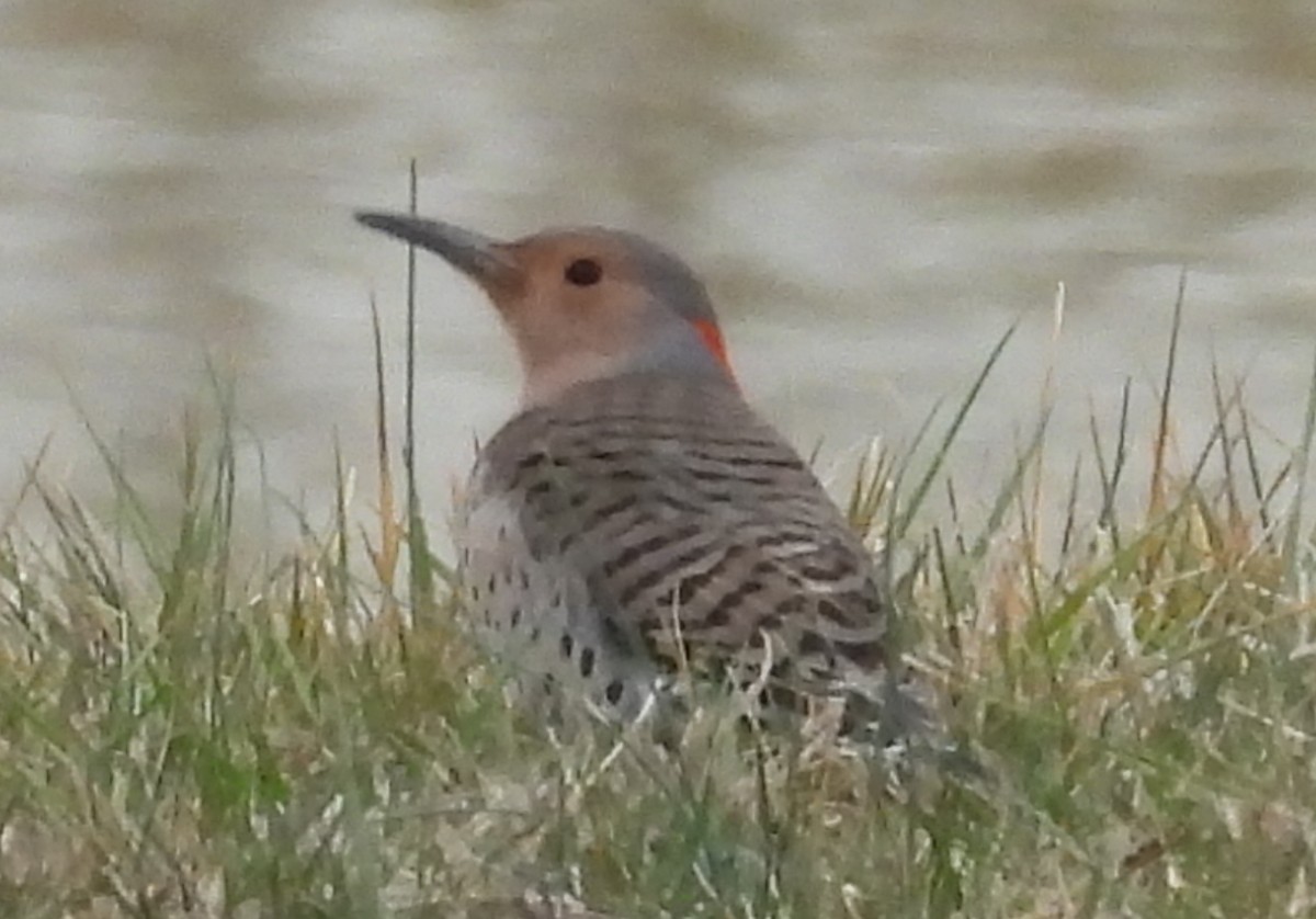 Northern Flicker (Yellow-shafted) - ML614059302