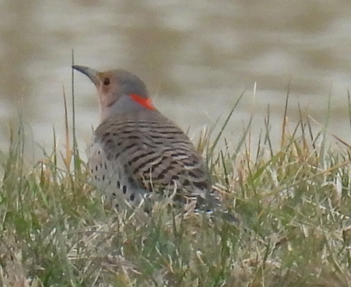 Northern Flicker (Yellow-shafted) - ML614059305