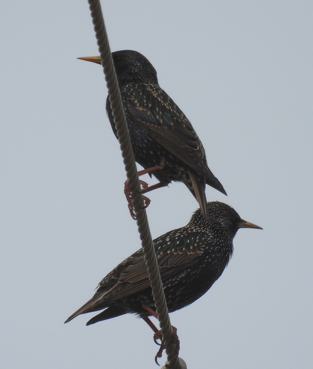 European Starling - ML614059329