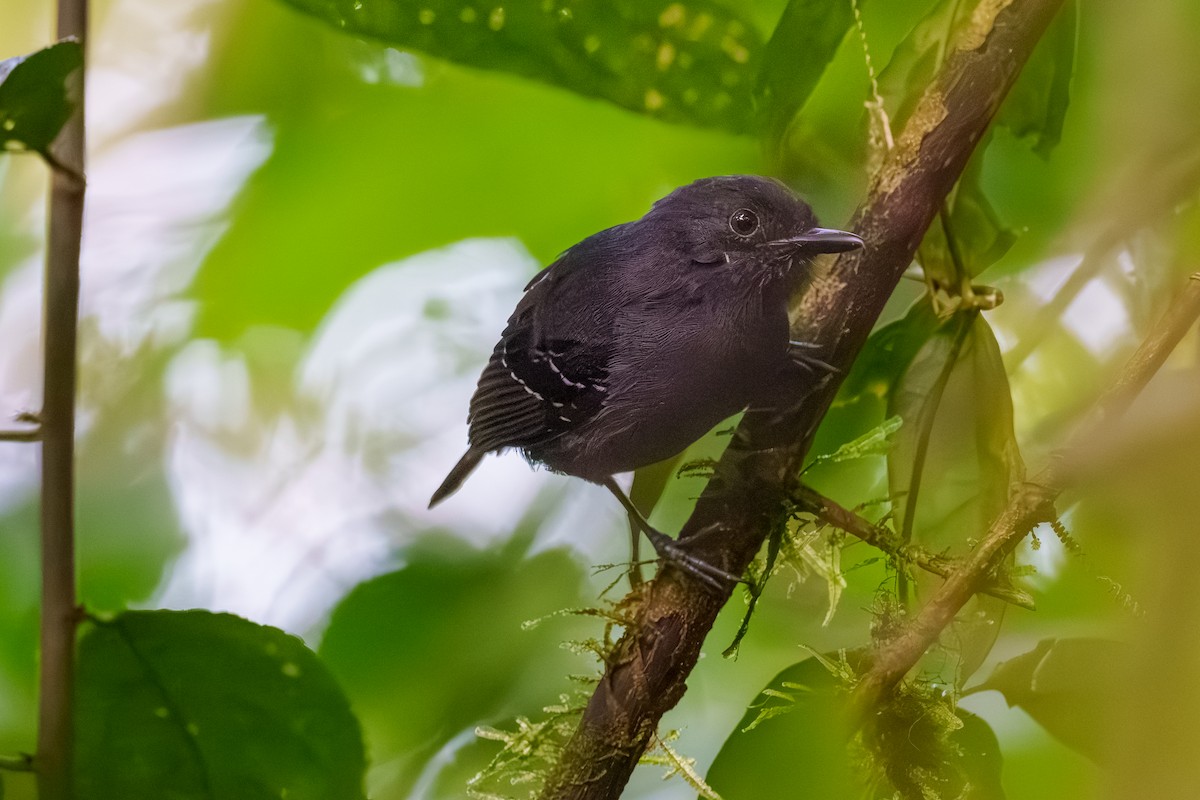 Dusky Antbird - ML614059415