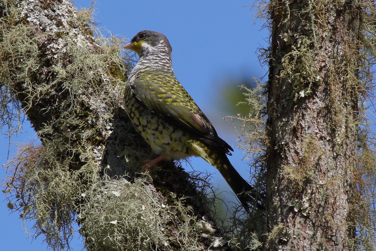 Cotinga Tijereta (flavirostris) - ML614059454