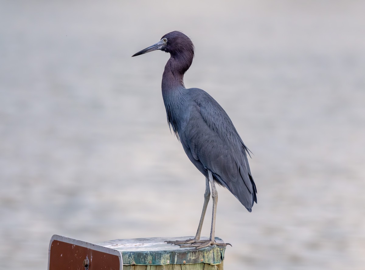 Little Blue Heron - ML614059457